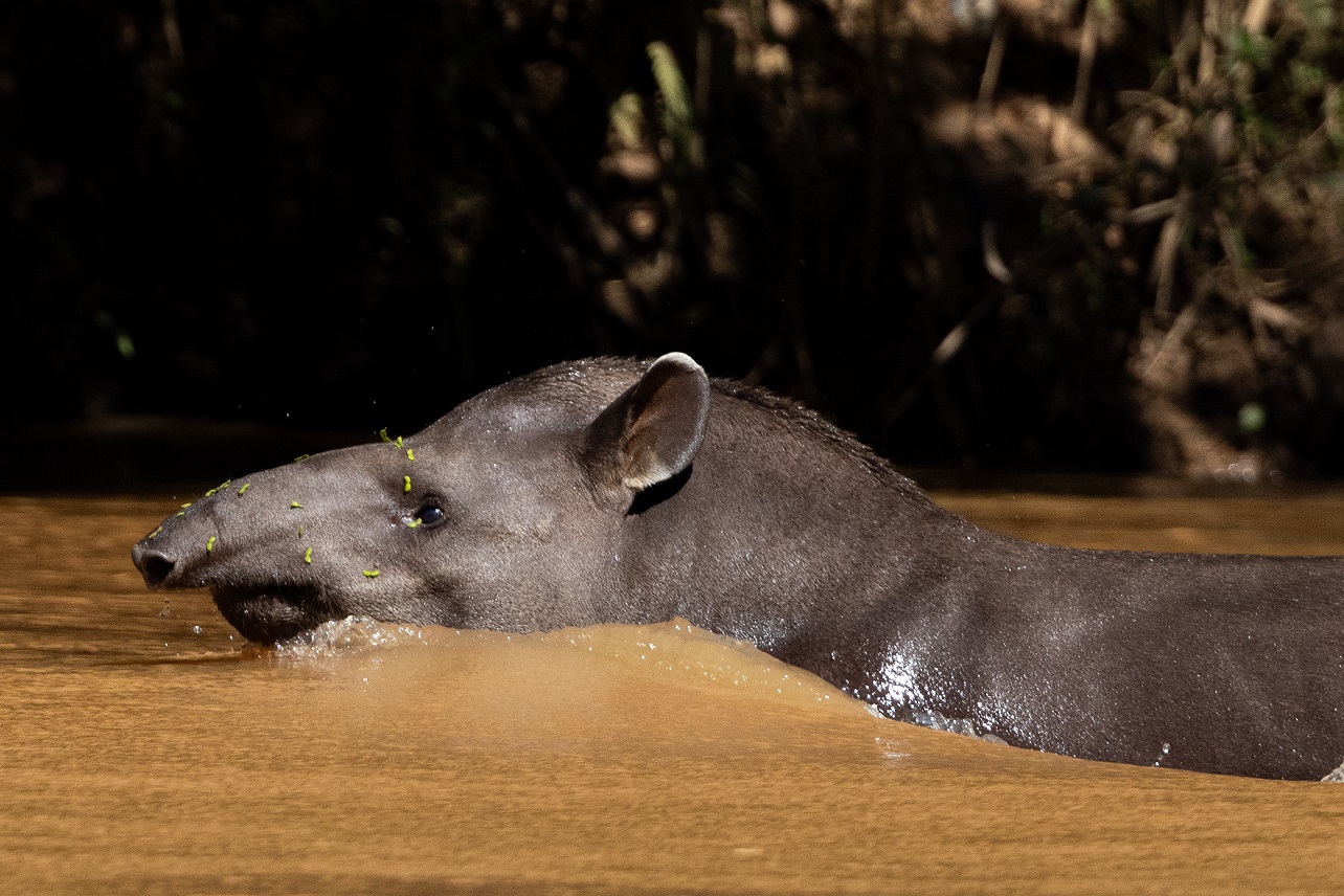 Anta-Tapirus-terrestris-uma-das-especies-alvo-do-Plano-de-Acao-para-a-Conservacao-da-Biodiversidade-Terrestre-registrada-no-Parque-Estadual-do-Rio-Doce-em-fevereiro-de-2024-1-1